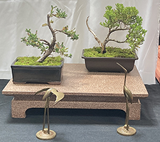 Juniper